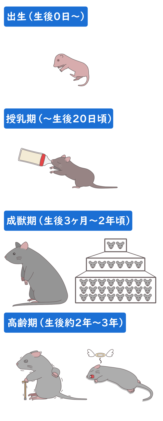 ネズミ 繁殖力