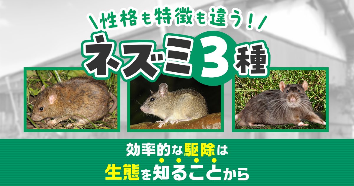家に出るネズミの種類の見分け方と駆除効果をあげる種類ごとの最適な方法