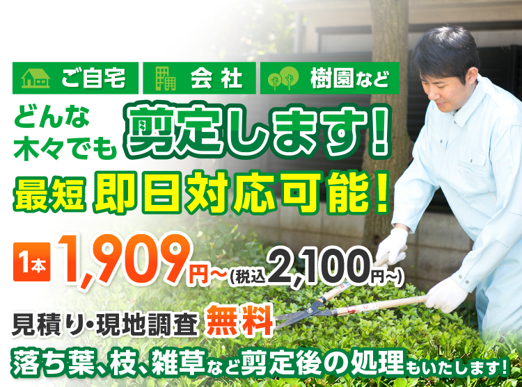 ご自宅 会社 樹園など どんな木々でも剪定 最短即日対応可能 明朗会計1本2,100円(税込)～/本 お見積り・現地調査無料 剪定後の処理可 土日祝日も対応 在宅不要 お茶出し不要