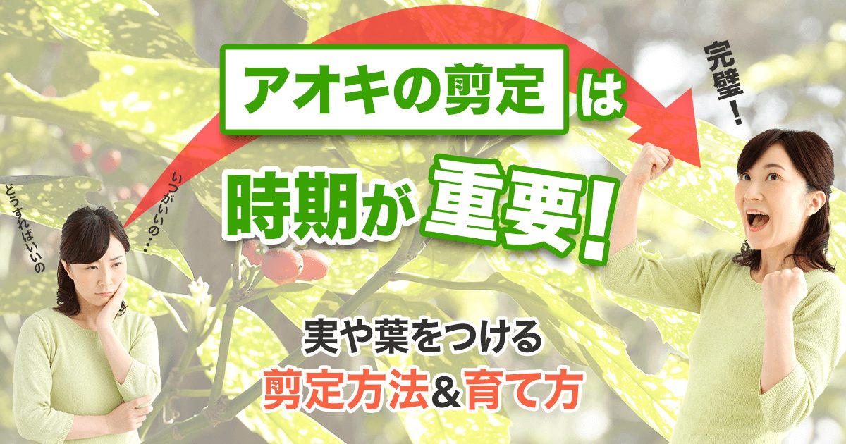 アオキの剪定は時期が重要！