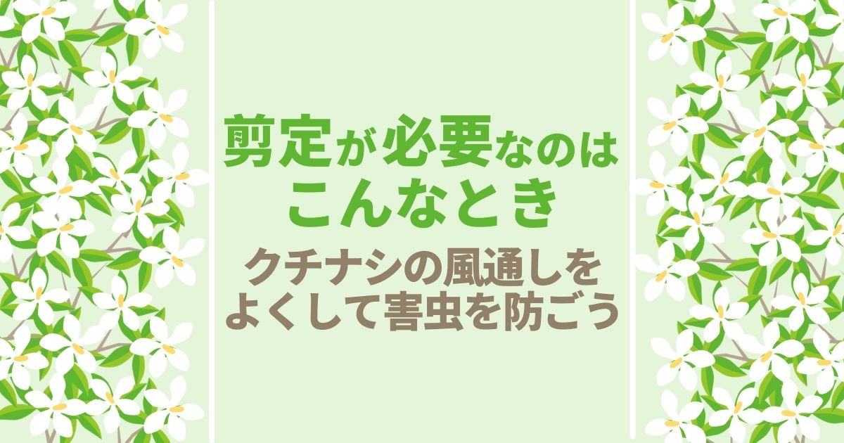 クチナシの剪定方法！きれいに花を咲かせるための正しいお手入れ