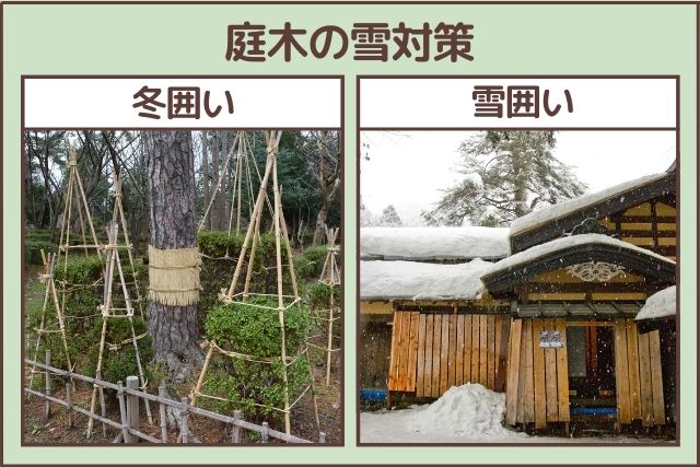 冬囲いと雪囲い