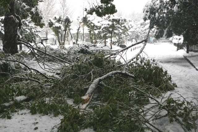 雪による枝折れ