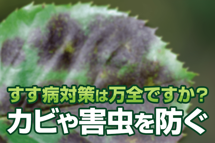 すす病対策は万全ですか？病気の原因となるカビや害虫を防ぐには