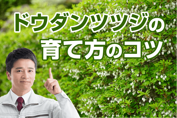 ドウダンツツジの剪定時期を知ろう！綺麗な花を咲かせる育て方のコツ（リダイレクトのため非公開）