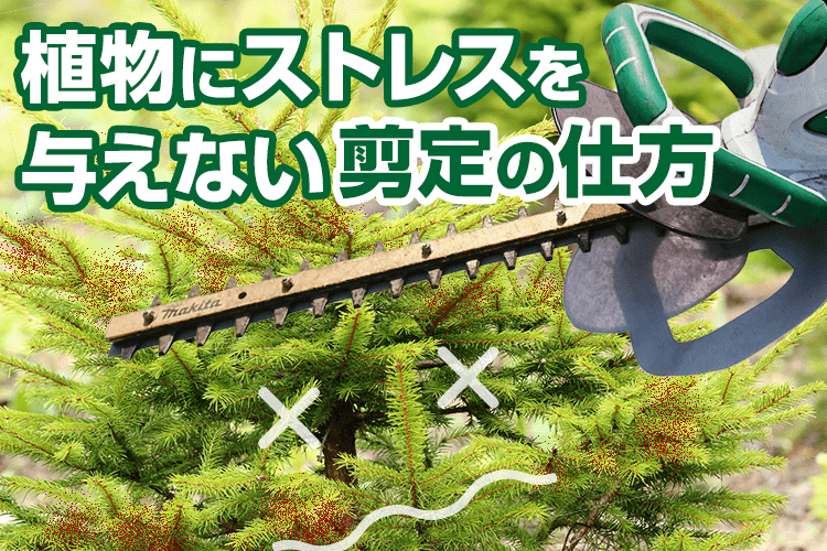 植物にストレスを与えない剪定の仕方