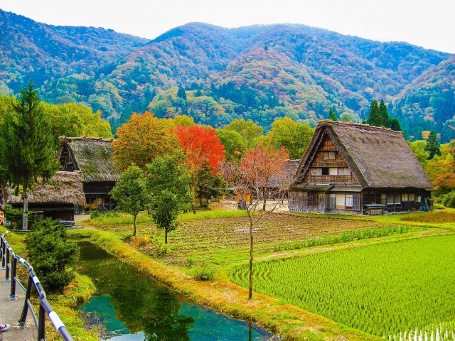 【盆栽・庭木】モミジの剪定方法・時期｜紅葉を楽しむために手入れのコツを知っておこう