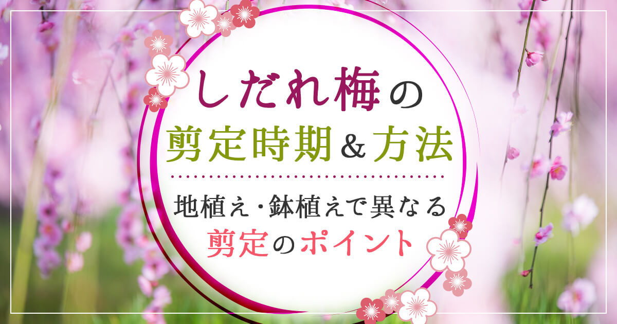 しだれ梅の剪定時期＆方法地植え・鉢植えで異なる剪定のポイント