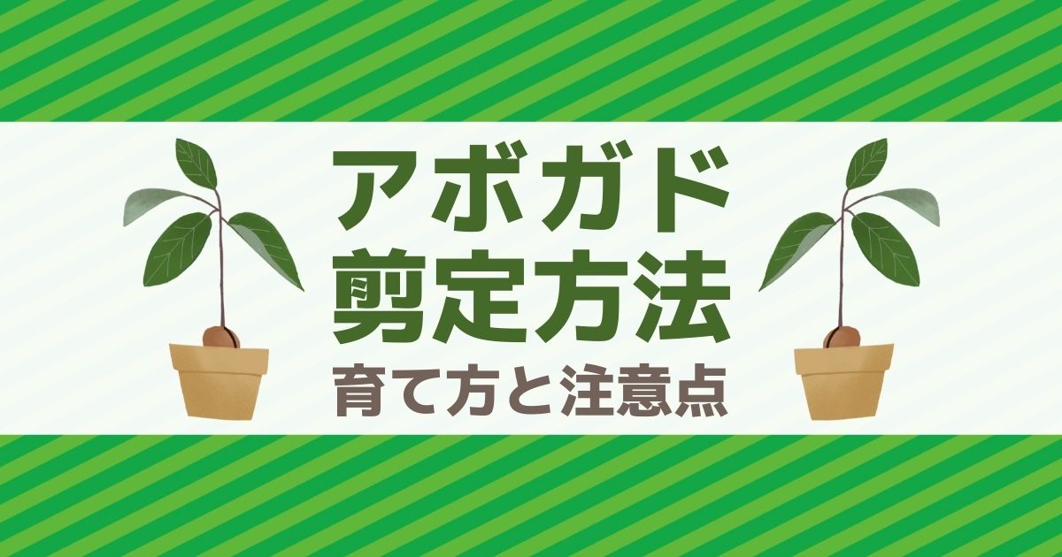 アボガド　剪定方法 育て方と注意点