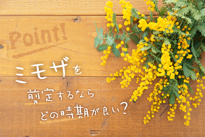 ミモザの剪定は花が咲いた後！剪定方法や花が咲かない原因を解明ミモザの剪定は花が咲いた後！剪定方法や花が咲かない原因を解明