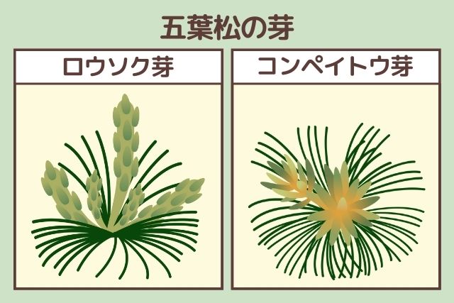 ろうそく芽とコンペイトウ芽