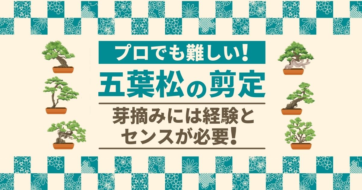 五葉松の剪定｜芽摘み・もみあげ・葉すかしの方法と急な松枯れの対策