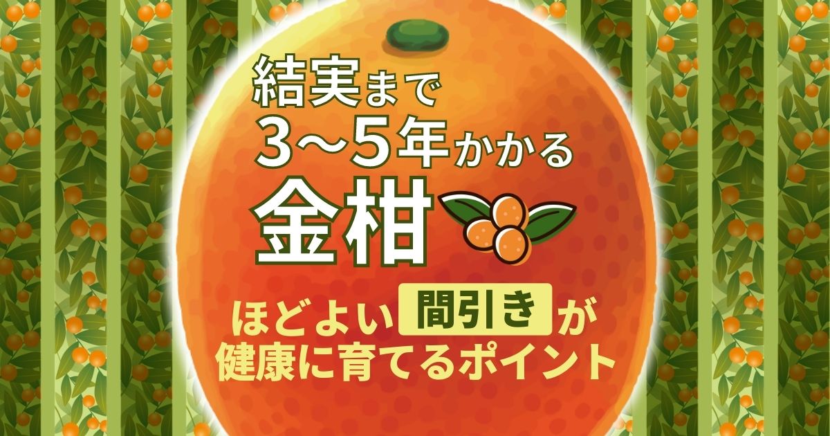 金柑の剪定はやり過ぎると実が上手く生らない！？剪定方法と栽培方法