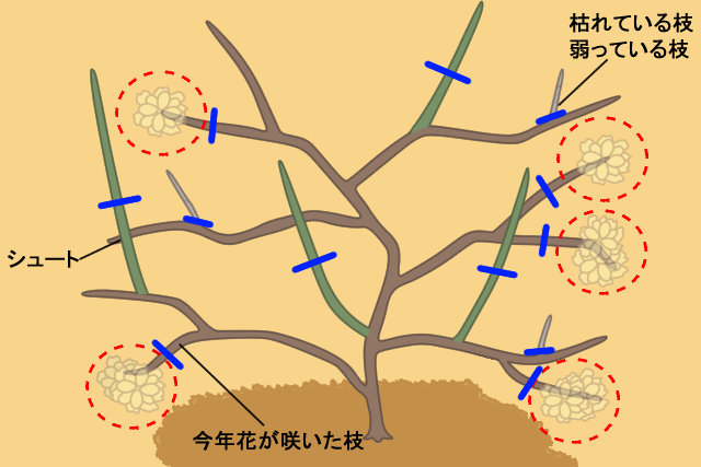 モッコウバラ_剪定