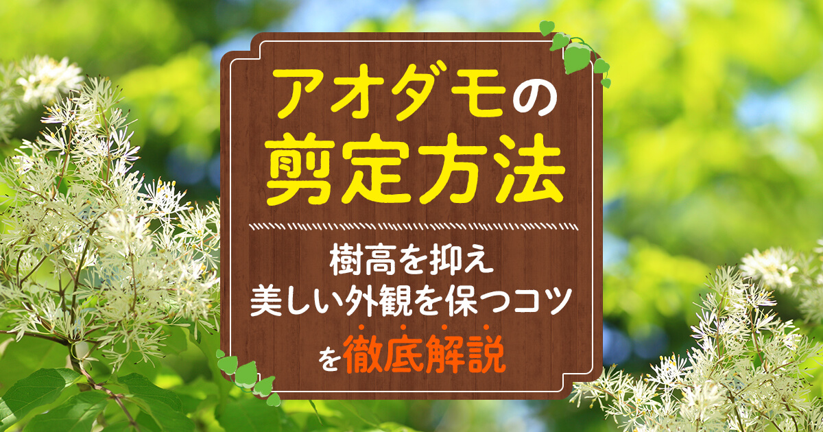 アオダモの剪定方法樹高を抑え美しい外観を保つコツを徹底解説