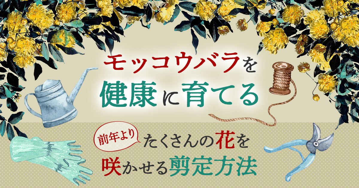 モッコウバラは剪定で花をもっと楽しめる！誰でもできる素敵な仕立て方