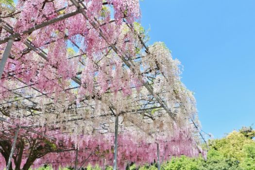 花が咲かない理由とは？