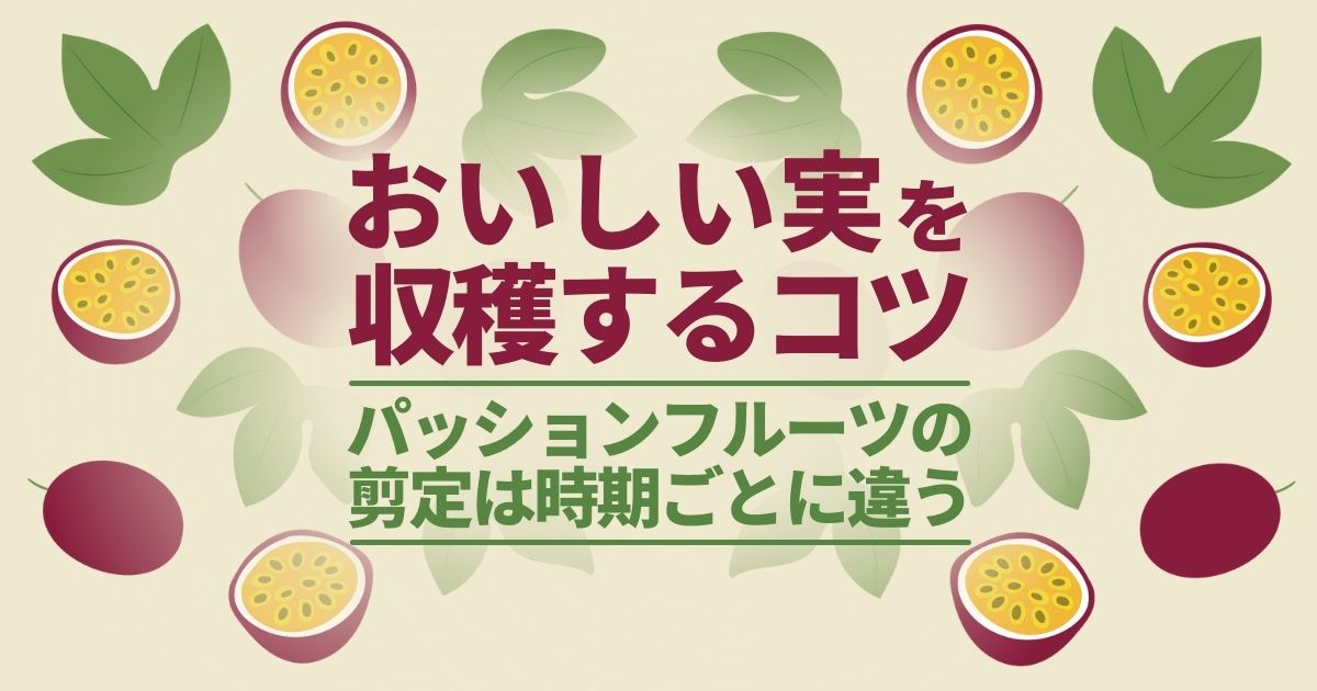 パッションフルーツの剪定方法と時期｜果実収穫のための栽培管理のポイント＆鉢植えでの育て方