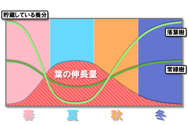 初剪定でもバッチリ！アオダモの剪定で樹高を抑えて美しく仕上げる方法