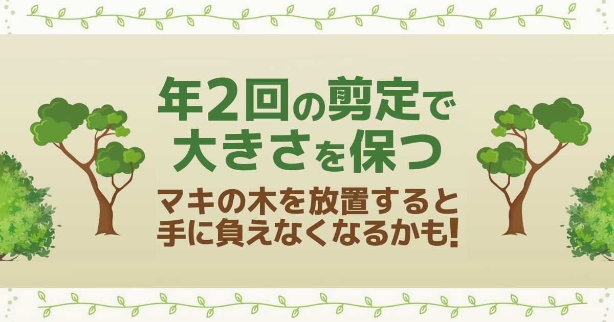 【マキの木の剪定】方法・時期＆ポイントを知って庭木を手入れしよう！イヌマキ以外の種類＆特徴も解説