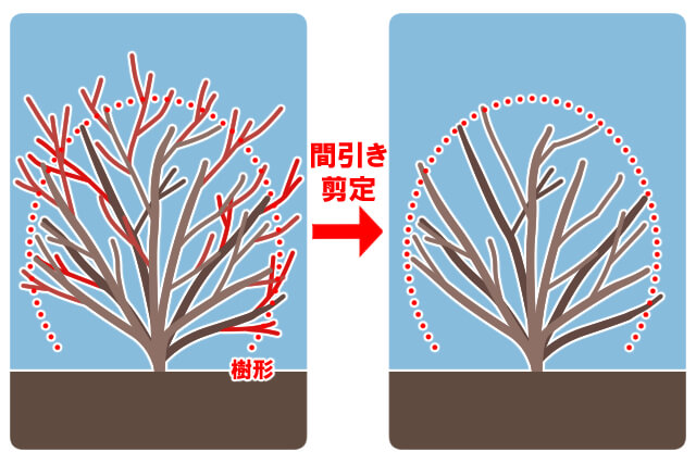 Thinning pruning