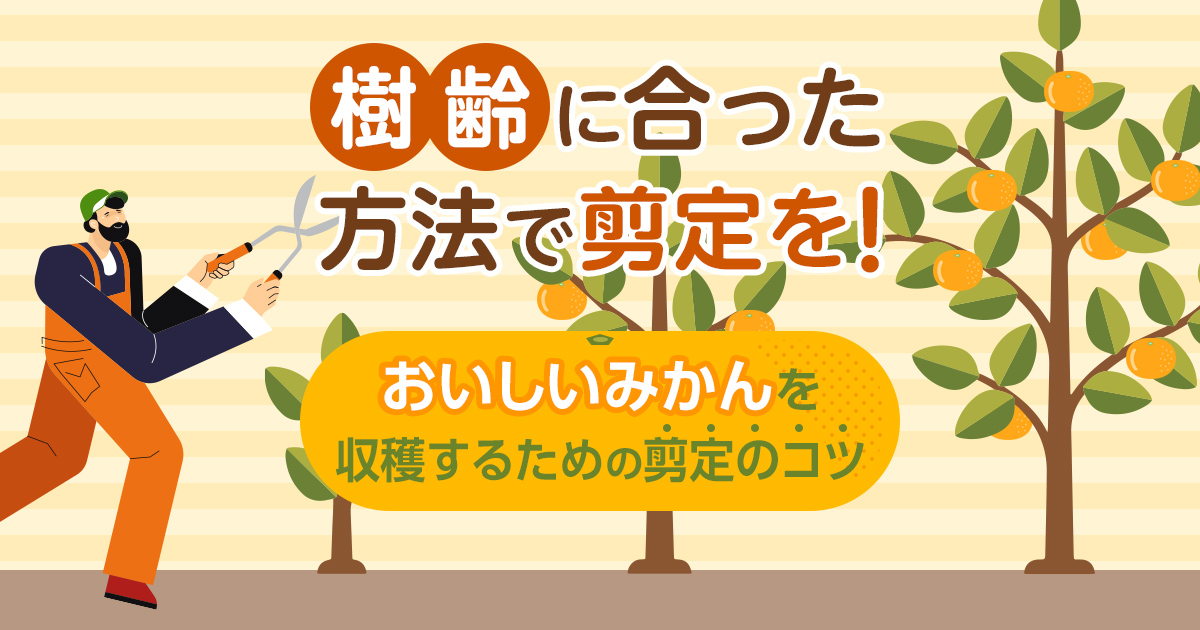 樹齢に合った方法で剪定を！おいしいみかんを収穫するための剪定のコツ