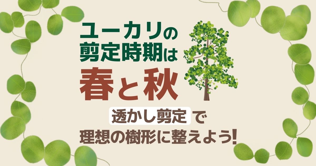 ユーカリ剪定の方法｜ひょろひょろ、枯れた！などよくあるお悩み対策