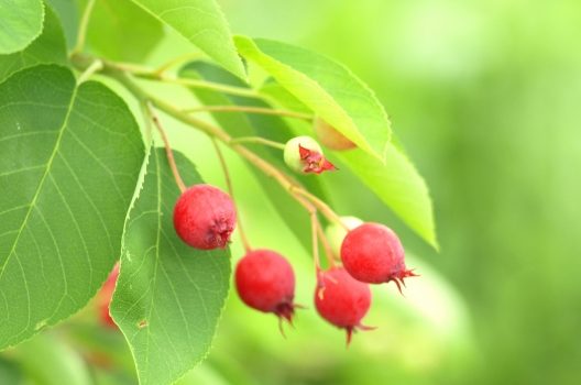 ジューンベリーとはどんな植物？