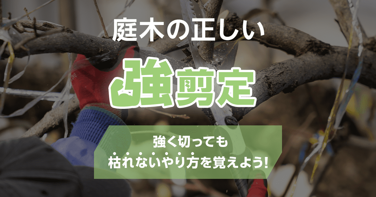 庭木の正しい強剪定　強く切っても枯れないやり方を覚えよう