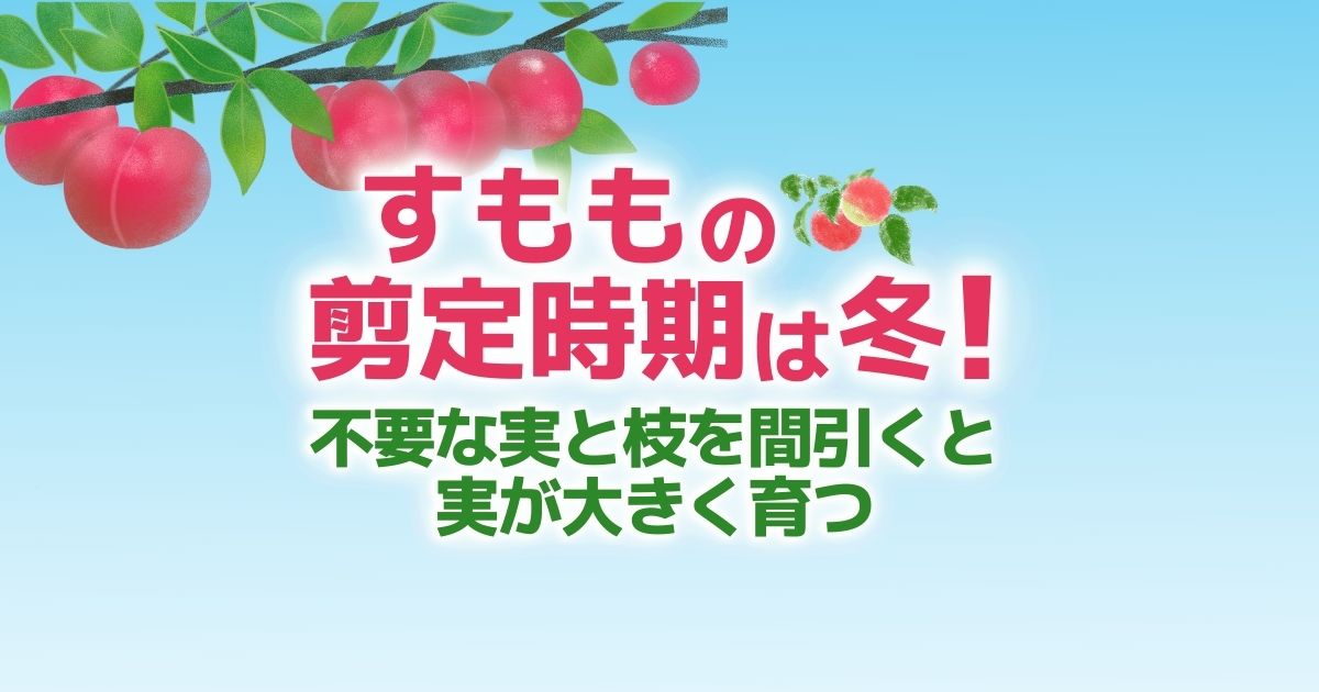 すももの剪定方法｜美味しい実を収穫するためのポイントを解説