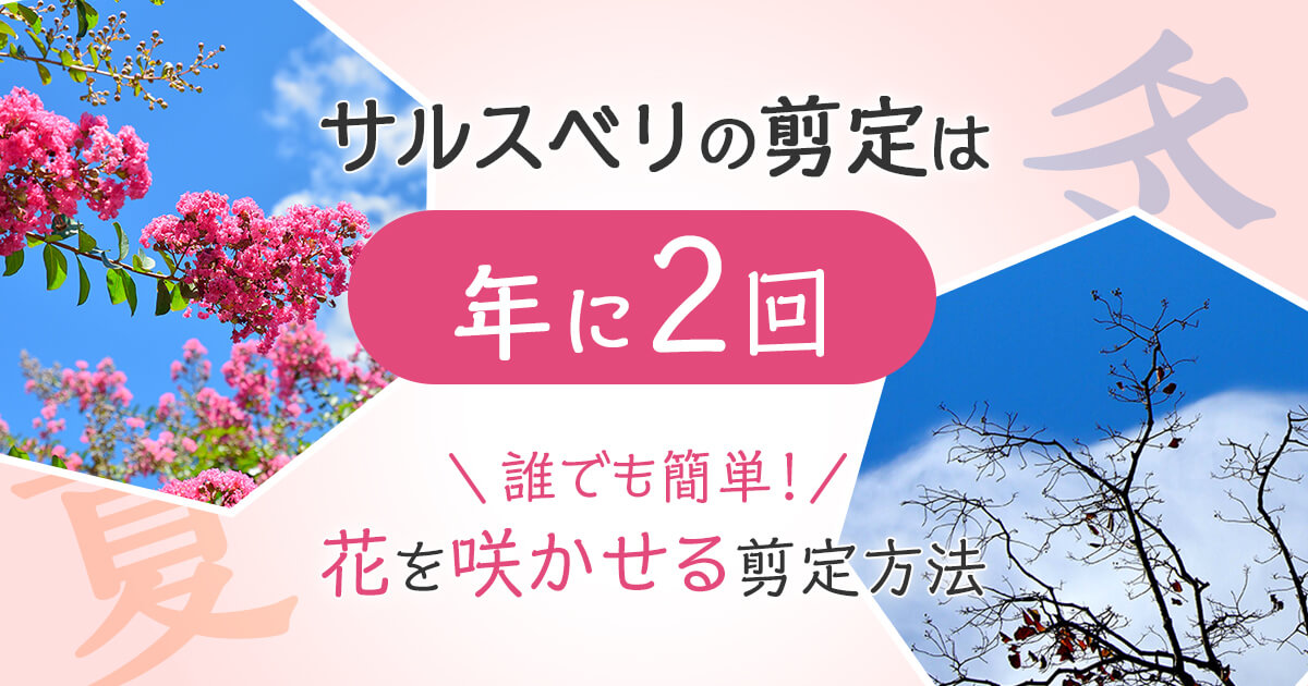 サルスベリの剪定は年に2回！元気に育てて花を咲かせるポイント