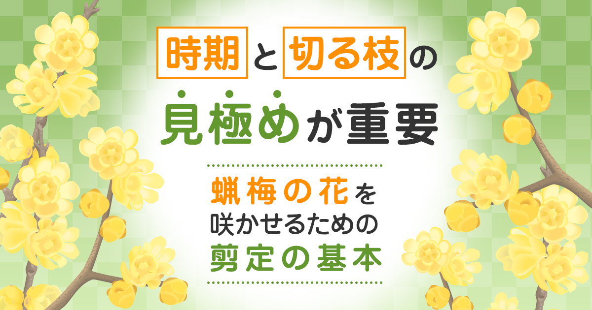 蝋梅の剪定時期と方法｜初めてでもうまくいく！花を咲かせる育て方