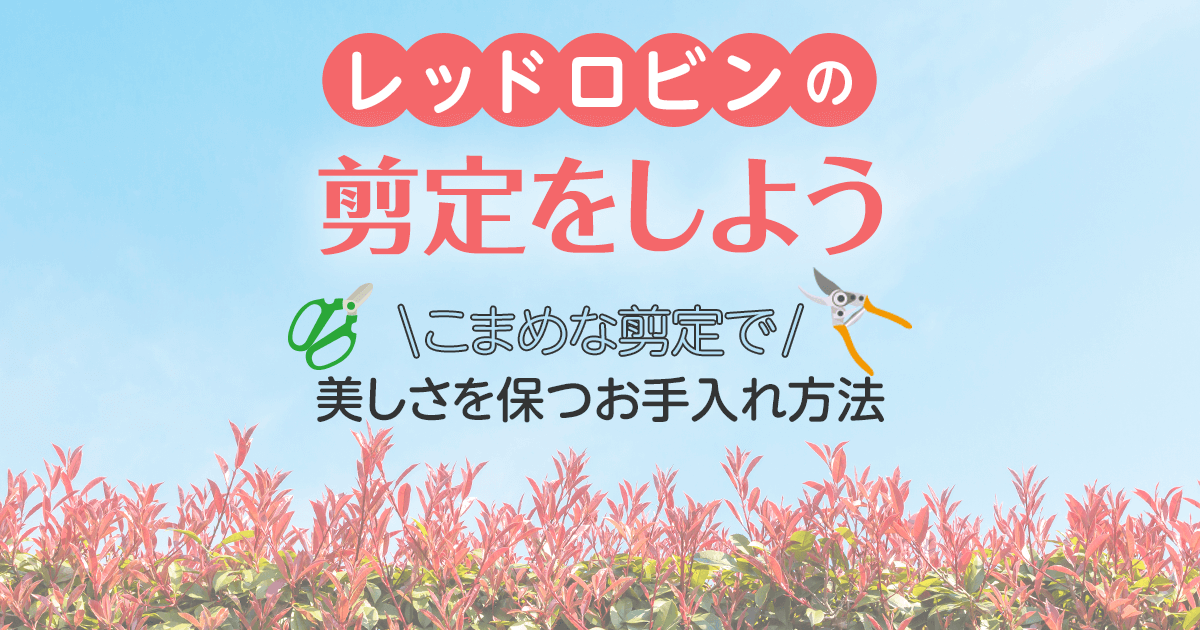 レッドロビンの剪定時期と方法とは？きれいな生垣・庭木にするための手入れのコツ＆病気などの注意点を解説