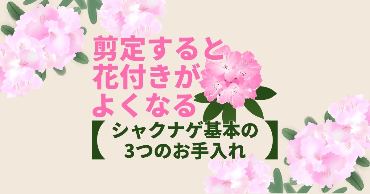 シャクナゲ｜剪定やお手入れで美しい花を咲かせるコツをご紹介します