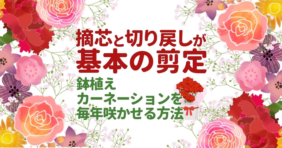 カーネーションの剪定方法・タイミング｜増やし方と基本的なお手入れ