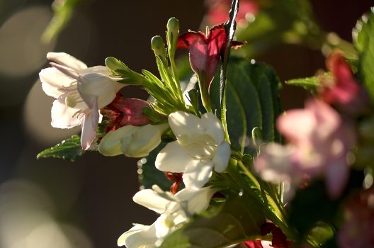 ハコネウツギの剪定のコツは？花がもっと賑やかに咲く！育て方まとめ