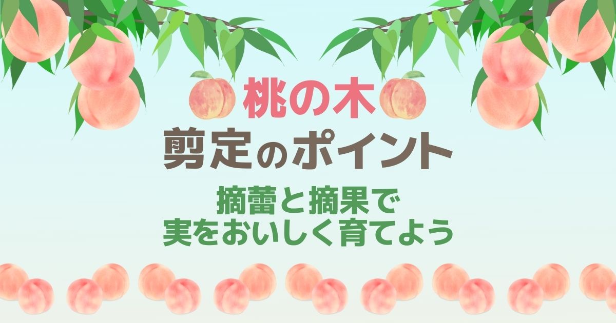 桃の木の剪定方法｜すぐわかる！大事なポイント4つで理想の桃の木に