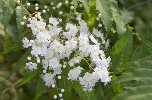 ナナカマドの開花時期