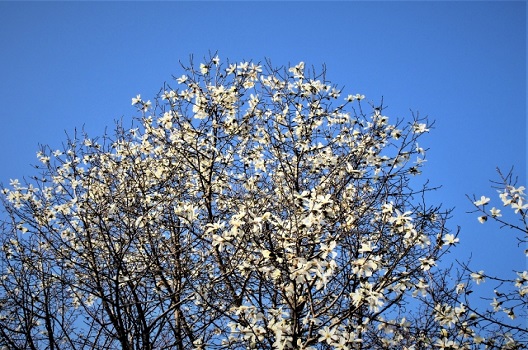 コブシの剪定｜時期を間違えると花が咲かないことも！正しい剪定方法