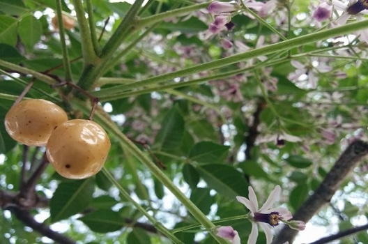 栴檀の木が好む環境