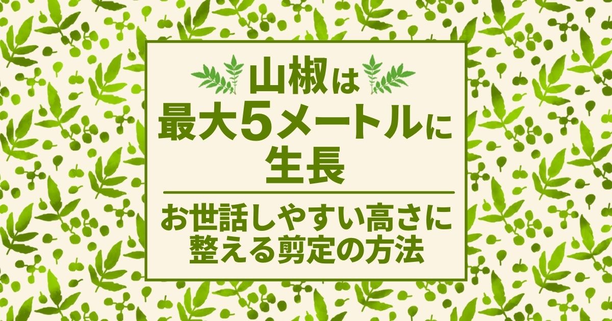 山椒の木の剪定マニュアル｜目的・時期・方法・上手な育て方ポイント