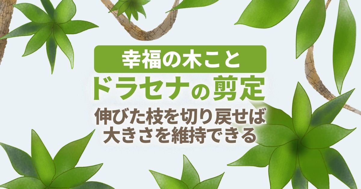 幸福の木を剪定＆お手入れして幸せを呼び込もう【ドラセナの育て方】