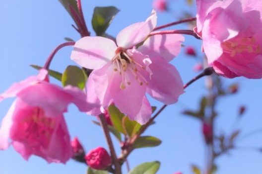 【原因1】花芽を切り落としてしまった