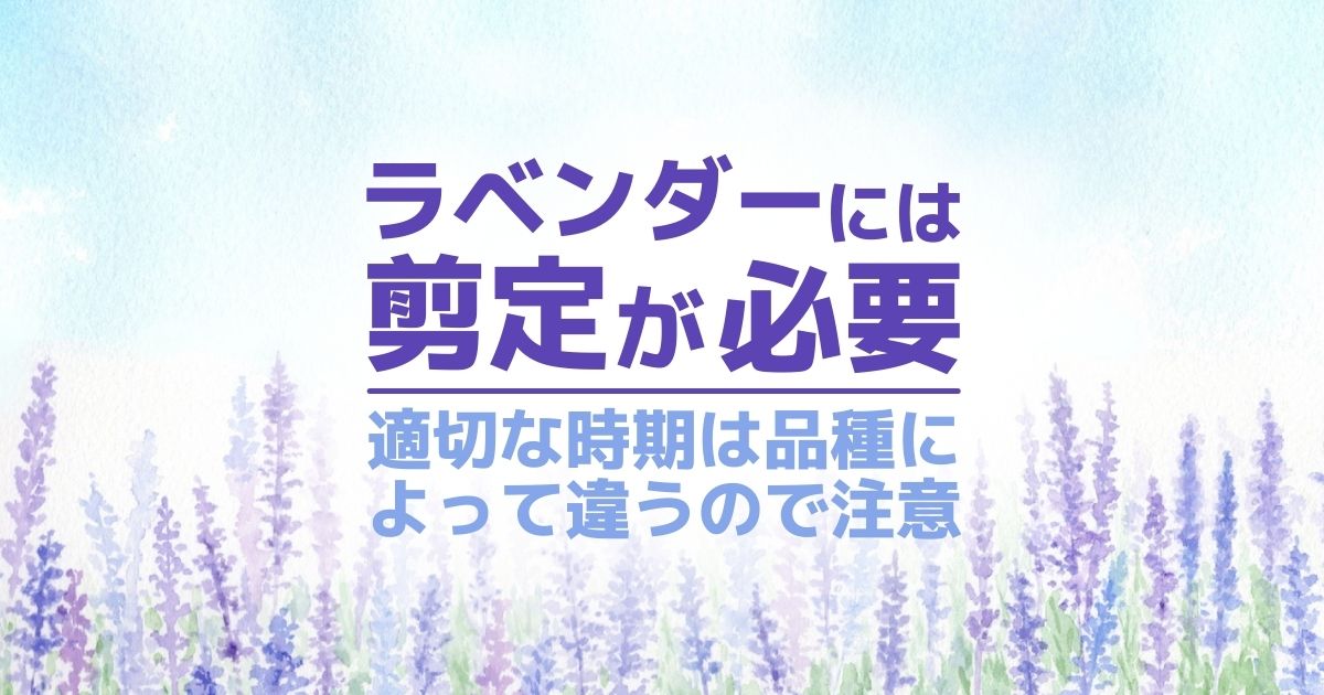 ラベンダーの剪定時期と方法｜肥料の手入れや植え替えなど育て方のコツを紹介！収穫は開花前がおすすめ？