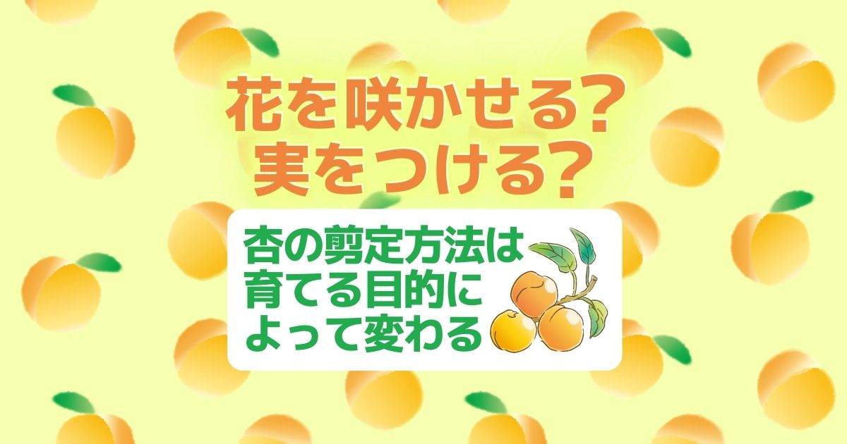 杏の木の剪定時期と目的に合わせた剪定方法！上手に育てるためのコツ