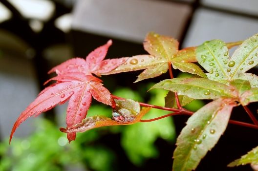 健康的に育てる3つのポイント