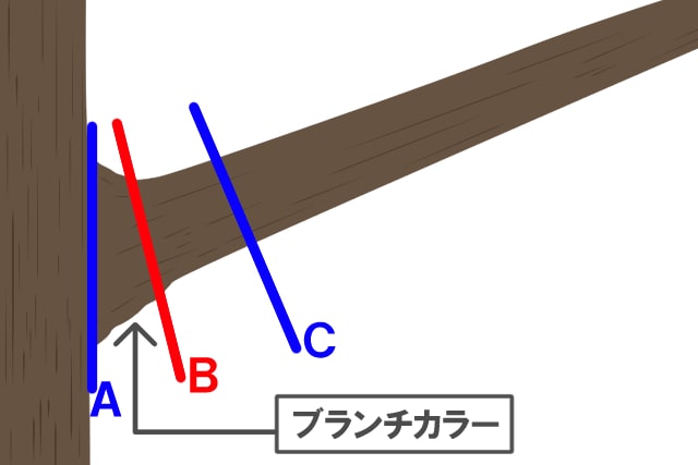 ブランチカラー