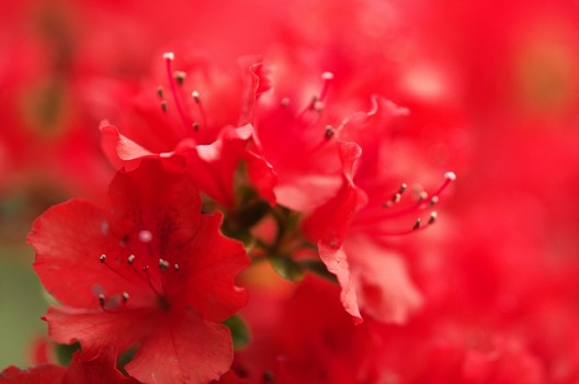 アザレアは秋に花が咲くのが特徴