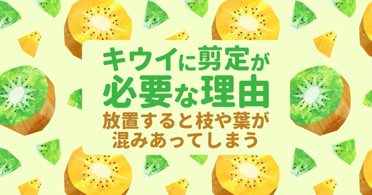 キウイに剪定が必要な理由 放置すると枝や葉が混みあってしまう