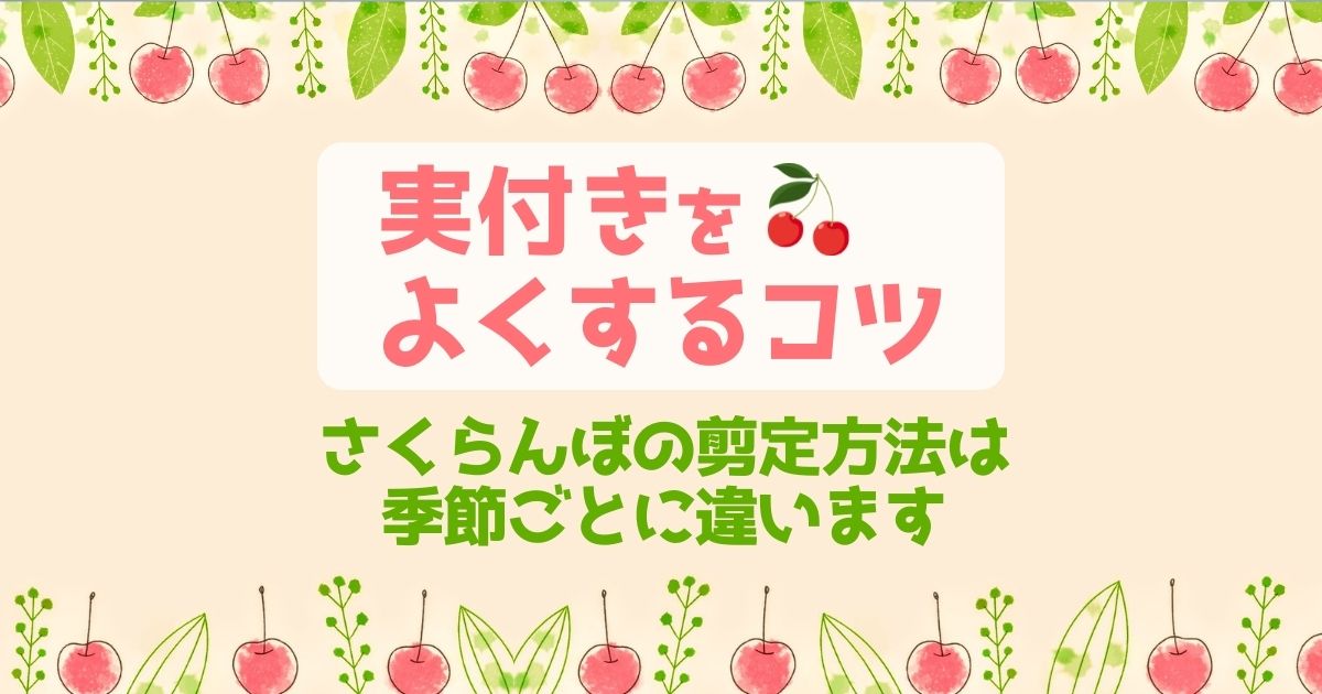 さくらんぼの剪定で大きさを抑えたいなら7月がベスト！注意点も解説